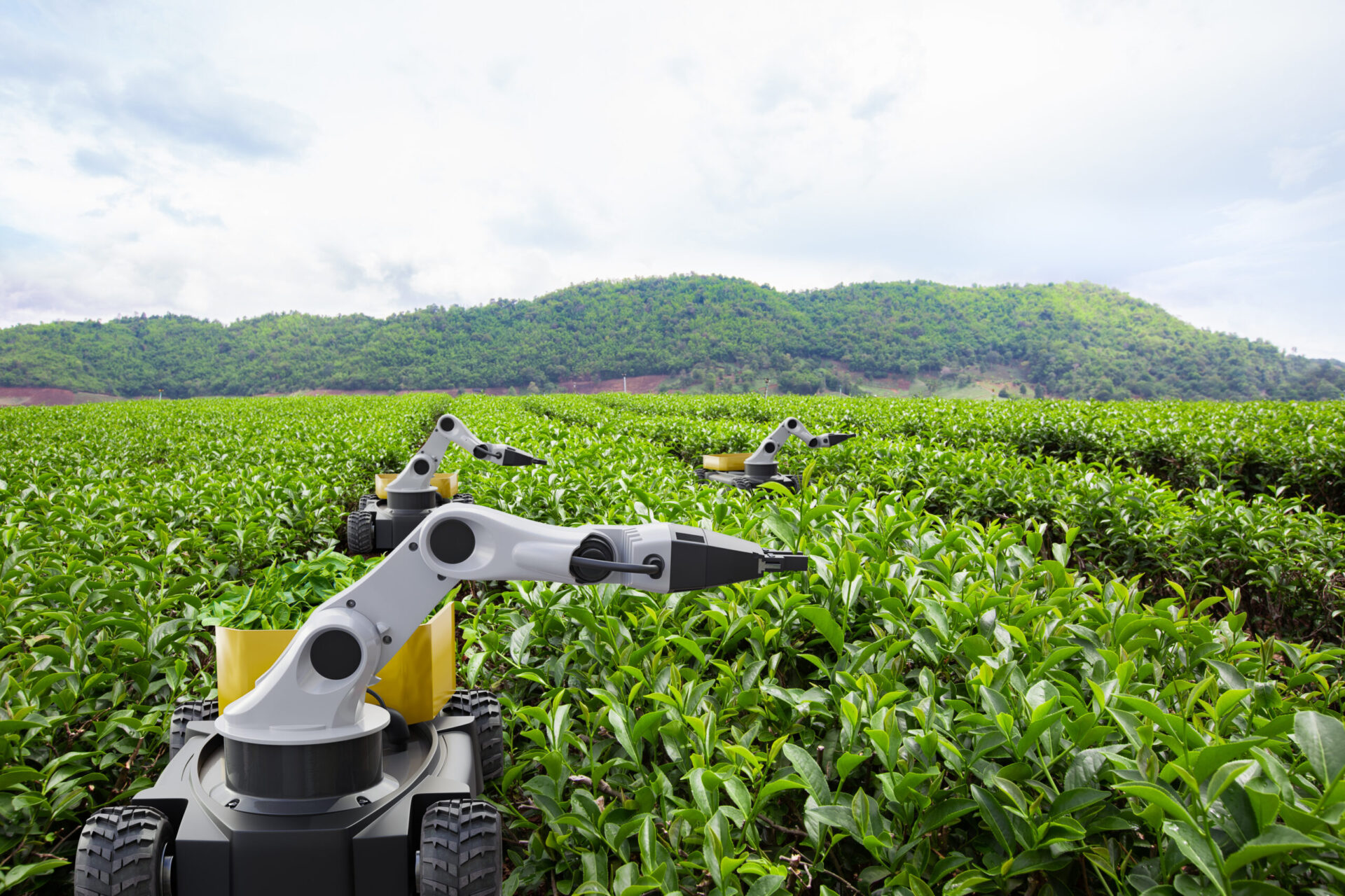 Autonomous robot harvesting tea leaf in green tea field, Future